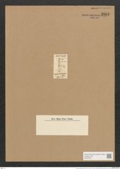Amphora rectangularis Greg. (de-Toni-Nr.: Genus 36, Species 1536) Zeichnungen Sammlung Grunow Nr. 2959 (NHMW-BOT-W0370316)